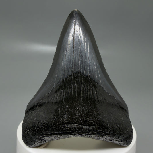 Front View 2.68" Dark colors Fossil Megalodon Tooth – South Carolina River Find | Authentic CM6134