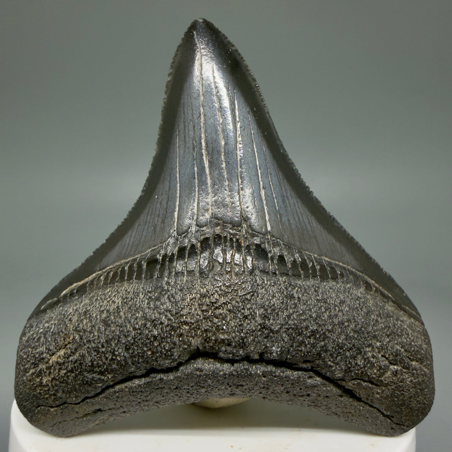 Front View 2.69" Colorful lateral Fossil Megalodon Tooth – South Carolina River Find | Authentic Megalodon Tooth CM5905