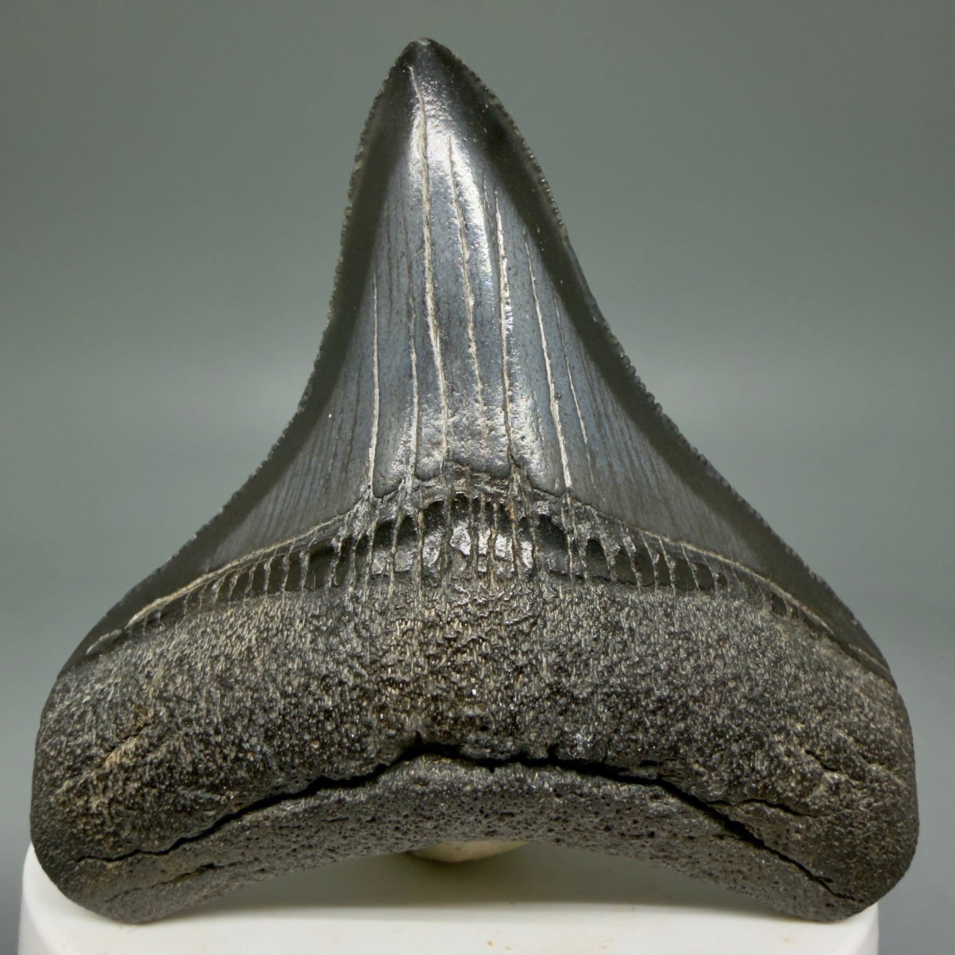 Front View 2.69" Colorful lateral Fossil Megalodon Tooth – South Carolina River Find | Authentic Megalodon Tooth CM5905