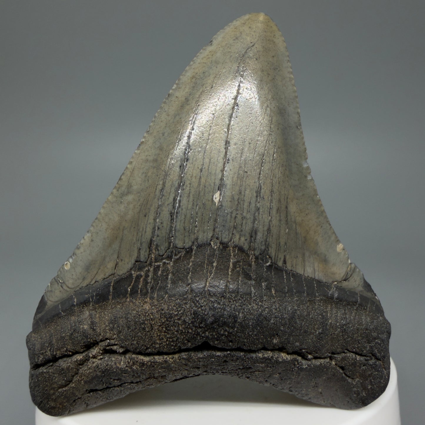 Front View 2.70" Colorful Fossil Megalodon Tooth – South Carolina River Find | Authentic CM5976