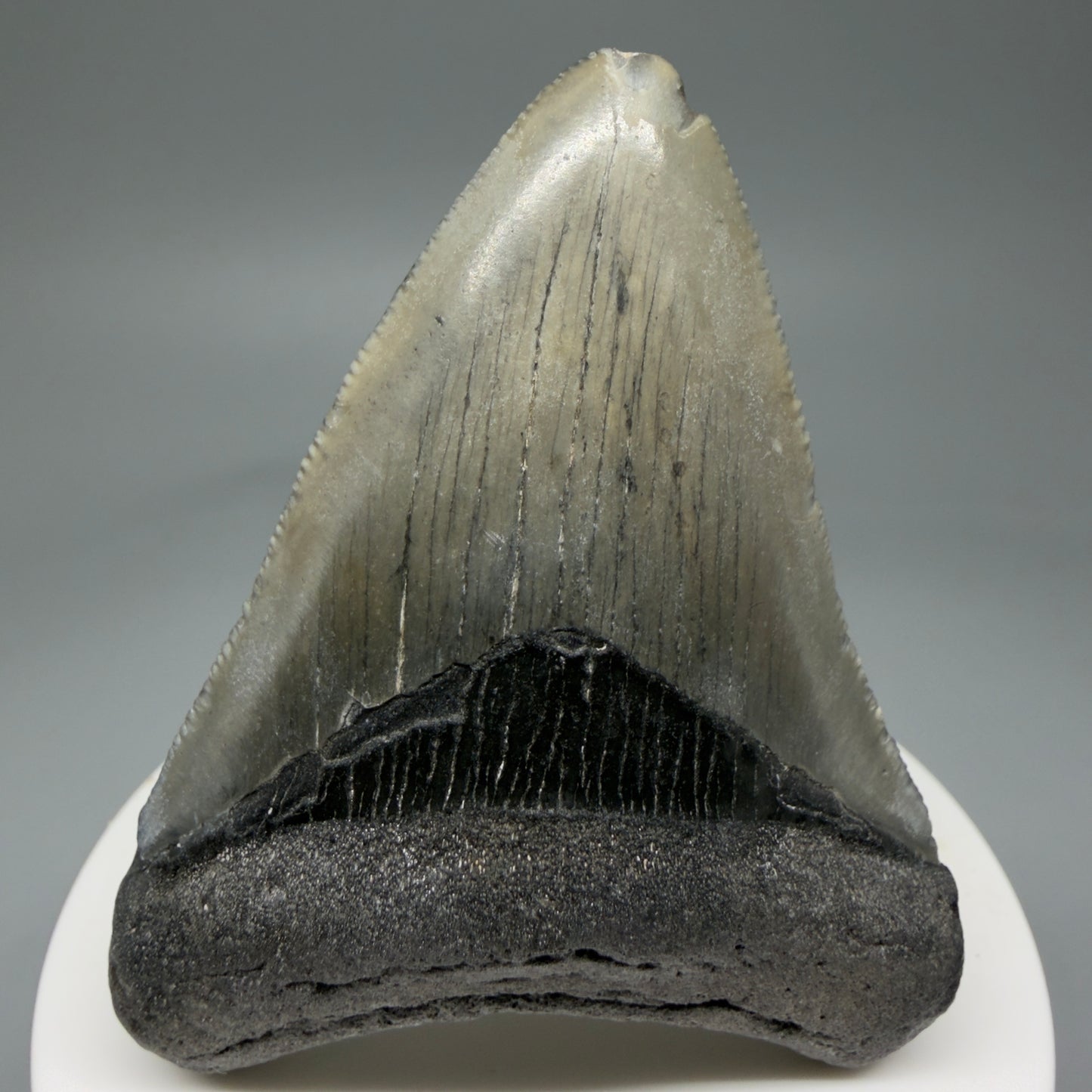 Front View 2.71" Colorful Fossil Megalodon Tooth – South Carolina River Find | Authentic Megalodon Tooth CM5807