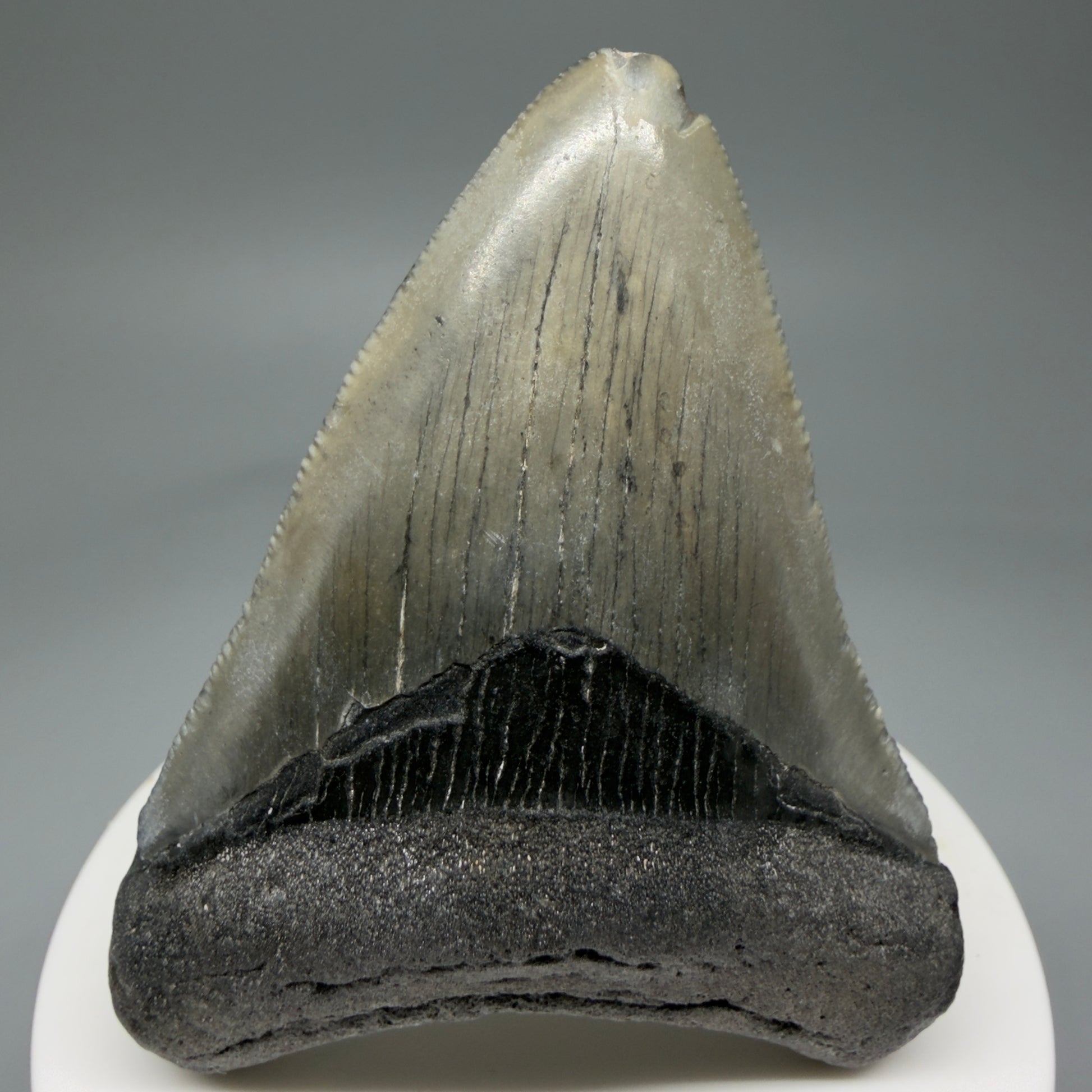 Front View 2.71" Colorful Fossil Megalodon Tooth – South Carolina River Find | Authentic Megalodon Tooth CM5807