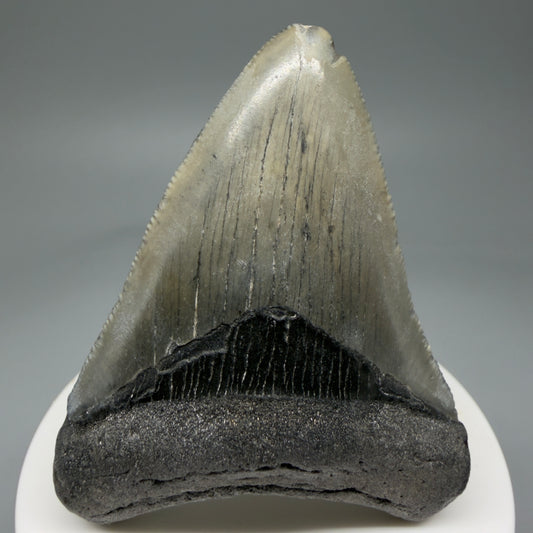 Front View 2.71" Colorful Fossil Megalodon Tooth – South Carolina River Find | Authentic Megalodon Tooth CM5807