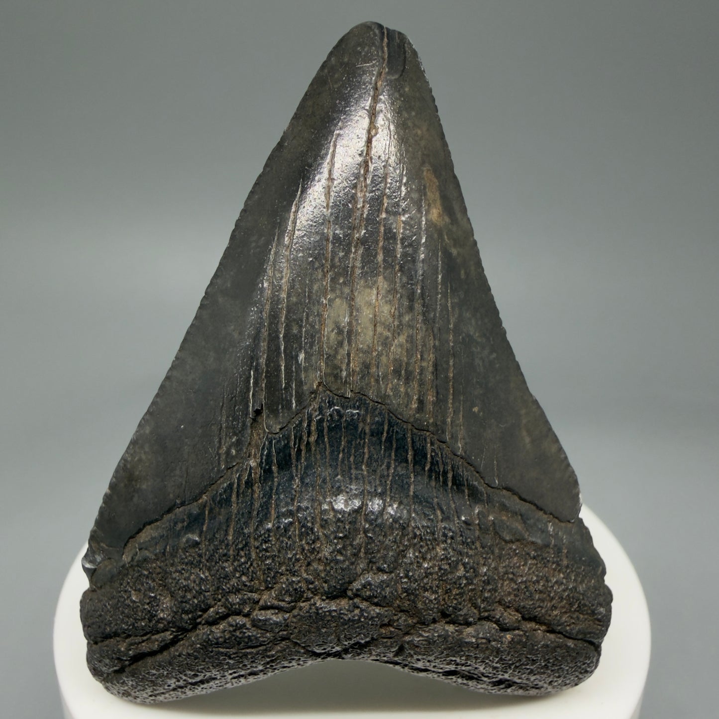 Front View 2.71" Colorful Fossil Megalodon Tooth – South Carolina River Find | Authentic Megalodon Tooth CM5808