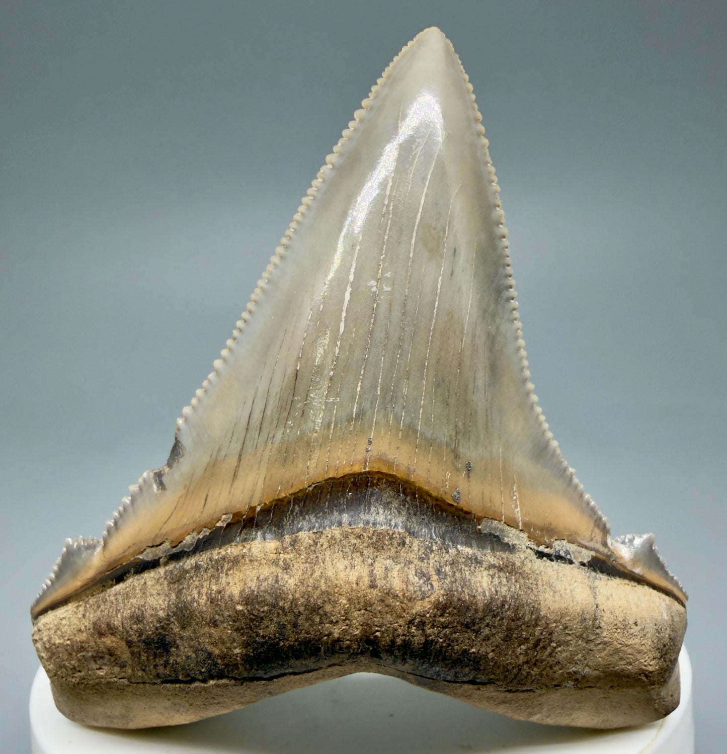 Front View 2.71" Fossil Carcharocles angustidens Shark Tooth from Charleston, South Carolina AN465