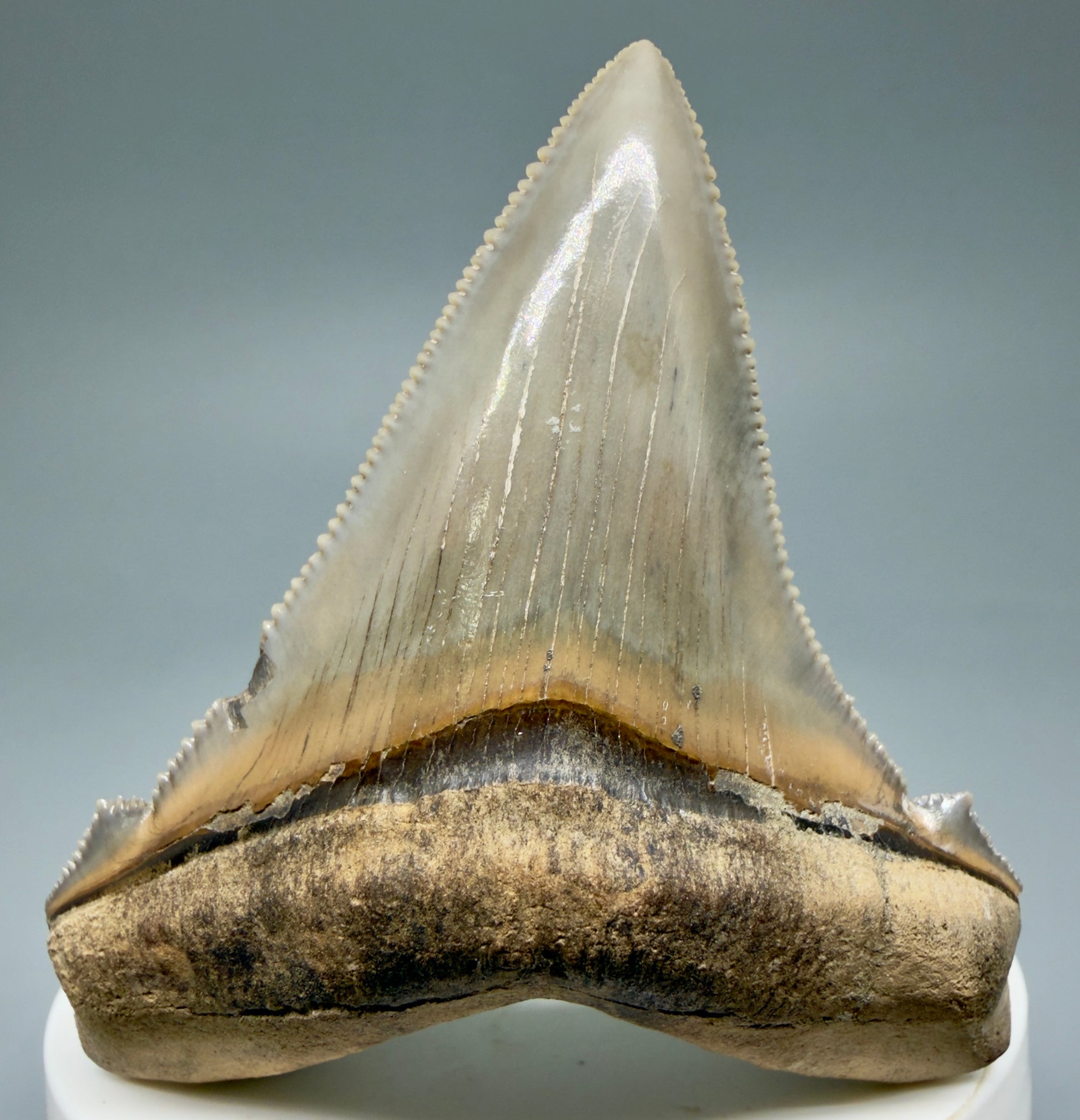 Front View 2.71" Fossil Carcharocles angustidens Shark Tooth from Charleston, South Carolina AN465