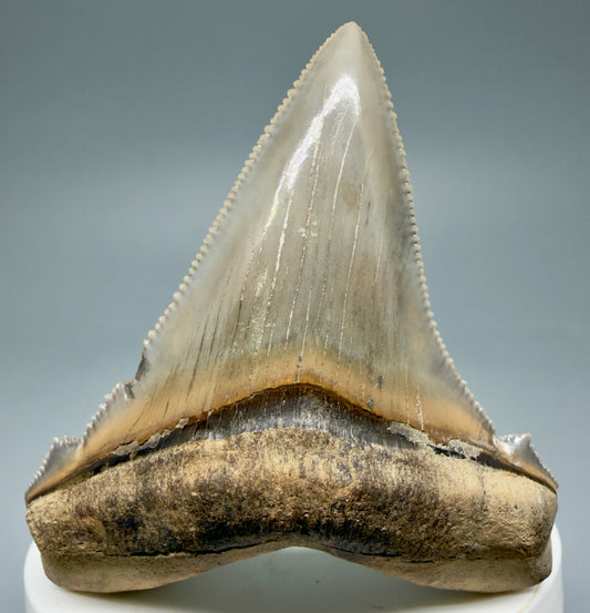 Front View 2.71" Fossil Carcharocles angustidens Shark Tooth from Charleston, South Carolina AN465