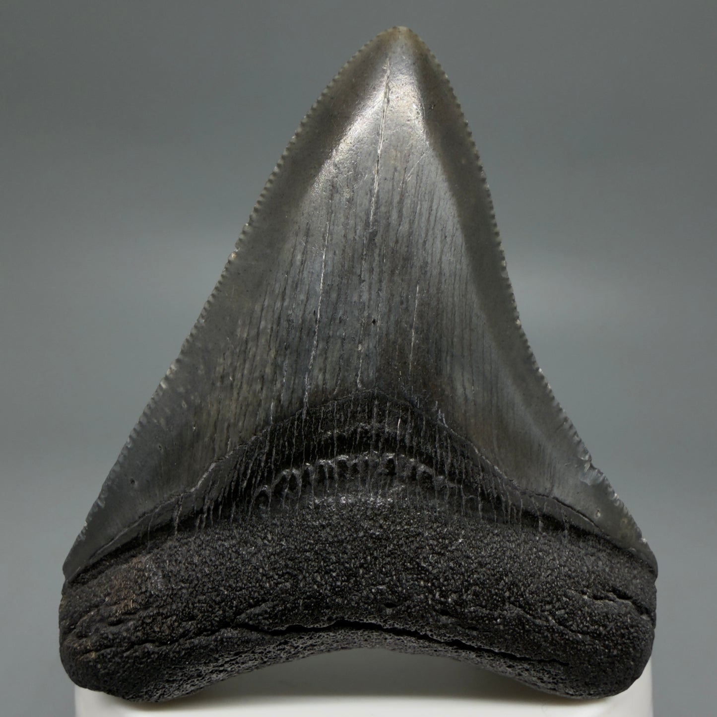 Front View 2.72" Dark colors Fossil Megalodon Tooth – South Carolina River Find | Authentic CM6218 