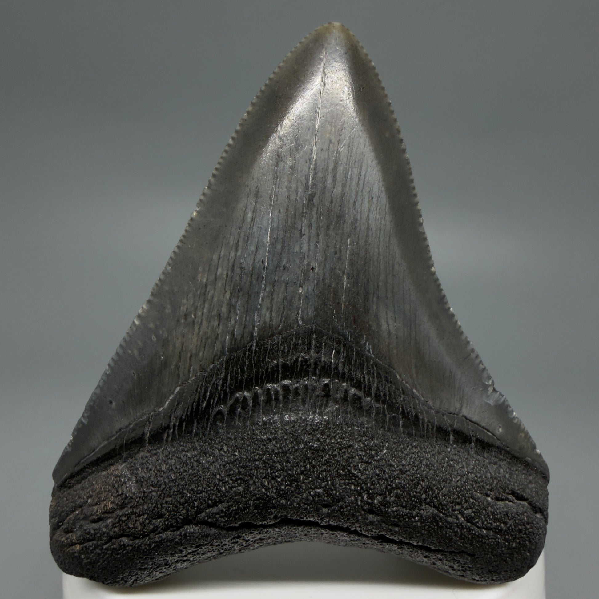 Front View 2.72" Dark colors Fossil Megalodon Tooth – South Carolina River Find | Authentic CM6218 