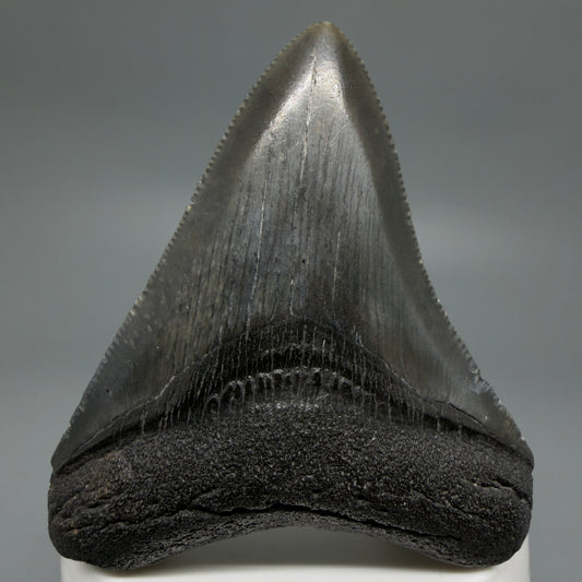 Front View 2.72" Dark colors Fossil Megalodon Tooth – South Carolina River Find | Authentic CM6218 