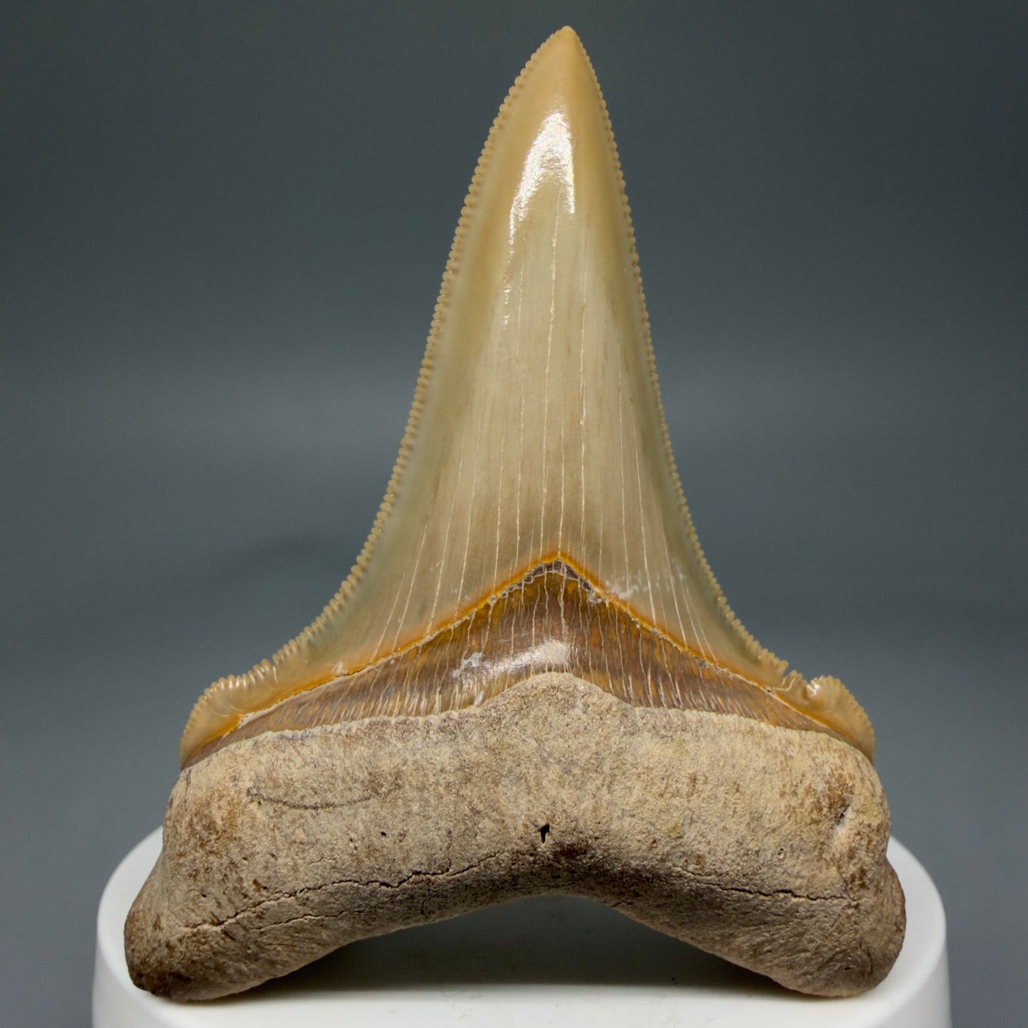 Front View 2.75" Fossil Carcharocles angustidens Shark Tooth from Summerville, South Carolina AN458