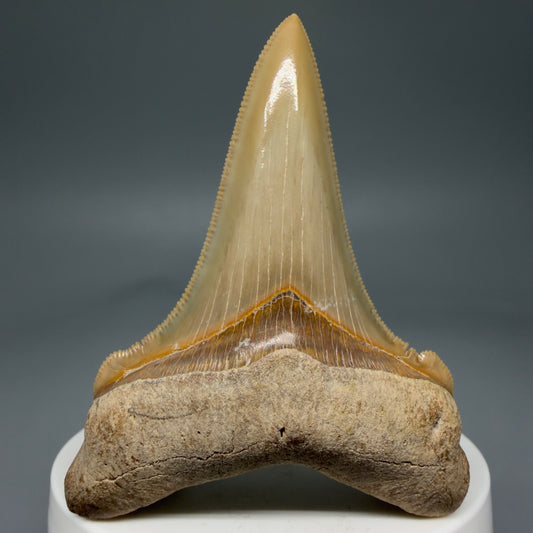 Front View 2.75" Fossil Carcharocles angustidens Shark Tooth from Summerville, South Carolina AN458