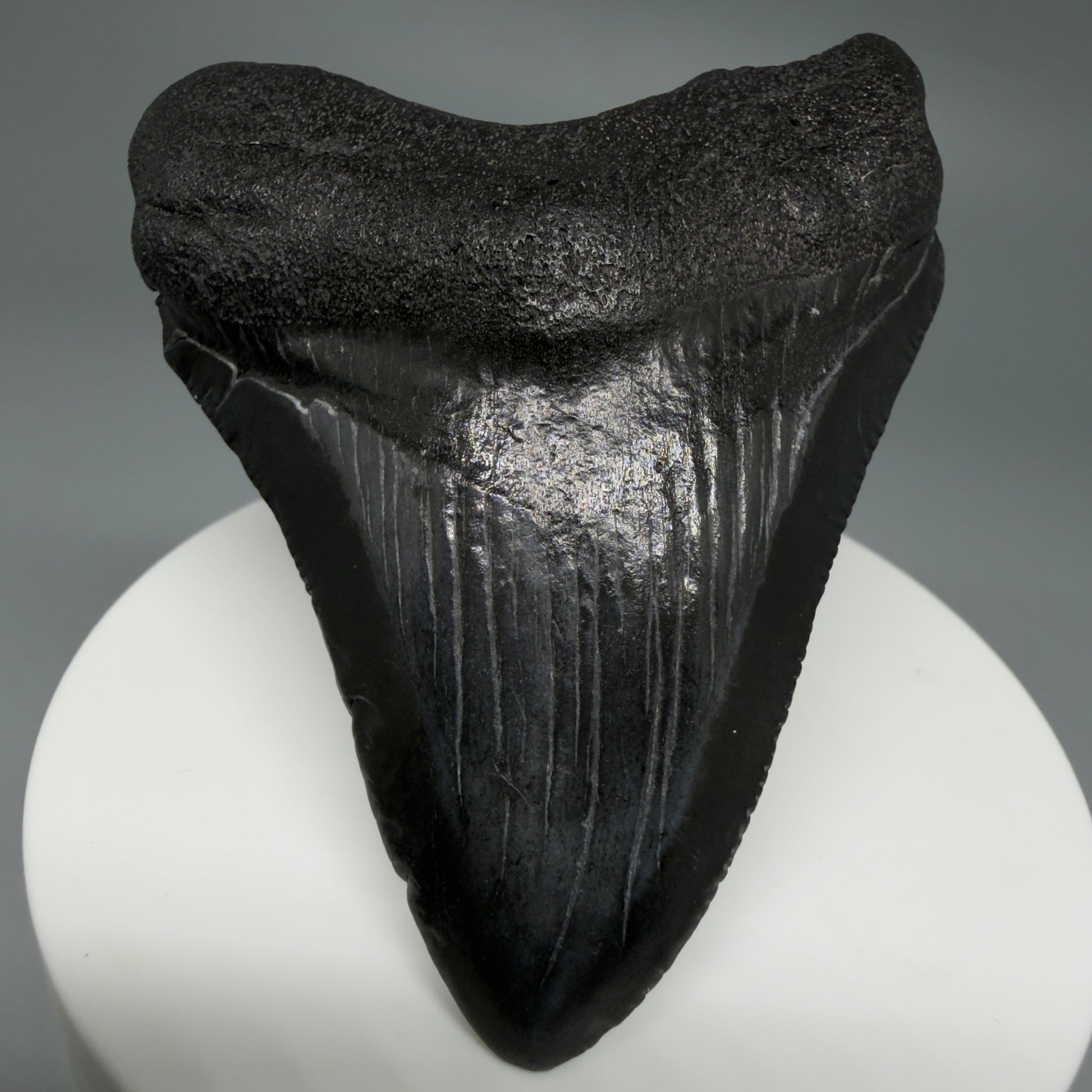 Front View 2.76" Dark colors Fossil Megalodon Tooth – South Carolina River Find | Authentic CM6121