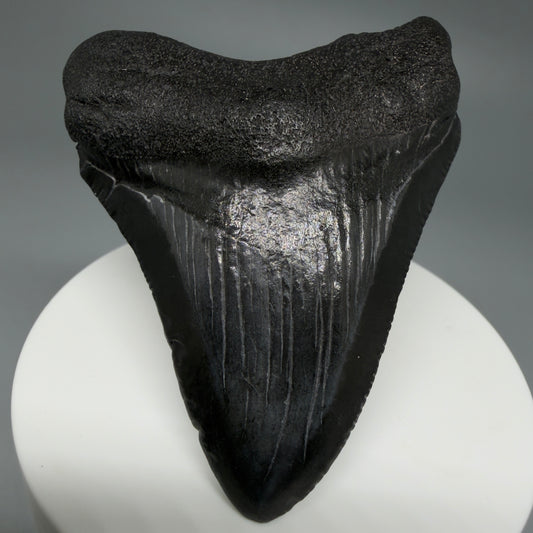 Front View 2.76" Dark colors Fossil Megalodon Tooth – South Carolina River Find | Authentic CM6121