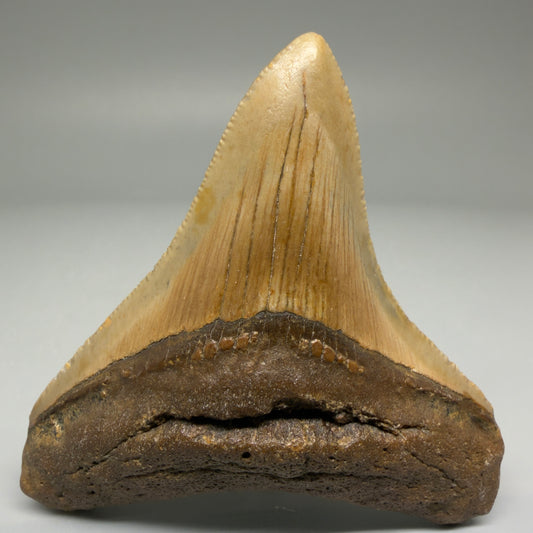 Front View 2.79" Fossil Megalodon Tooth - Authentic Carcharocles megalodon Fossil from North Carolina CM5703