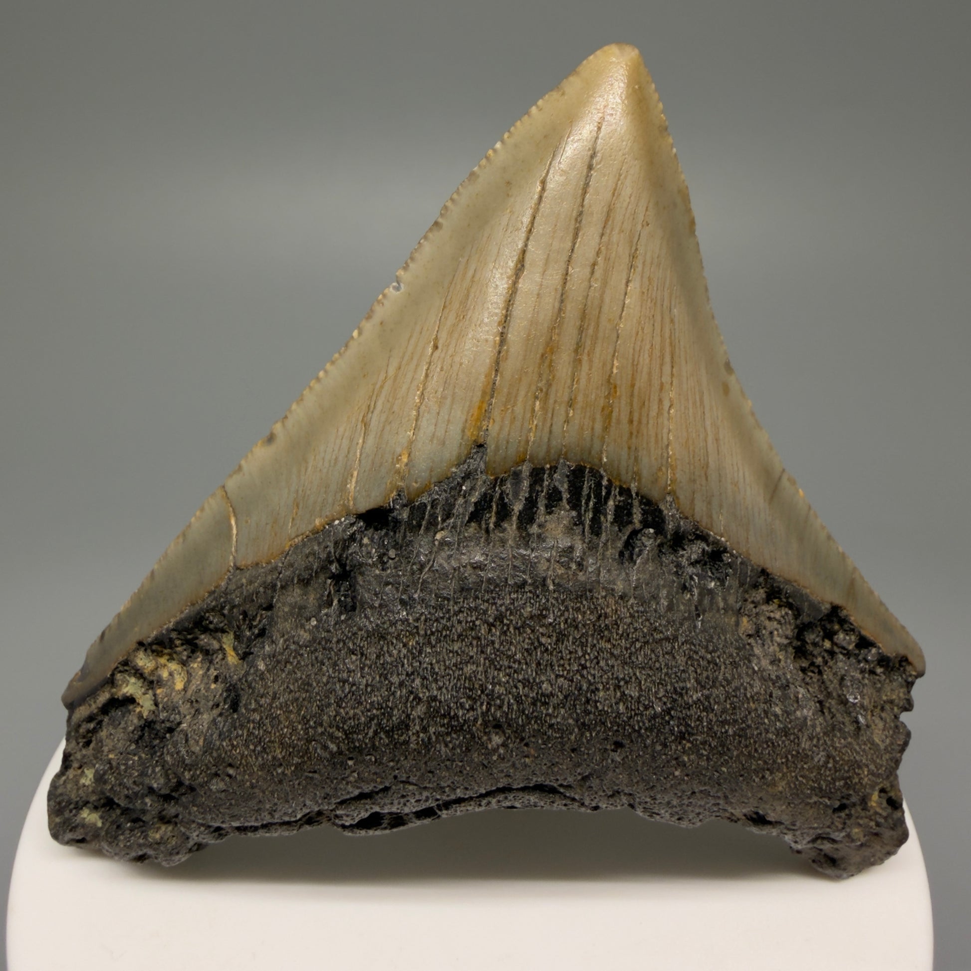 Front View 2.81" Fossil Megalodon Tooth - Authentic Carcharocles megalodon Fossil from North Carolina CM5451 