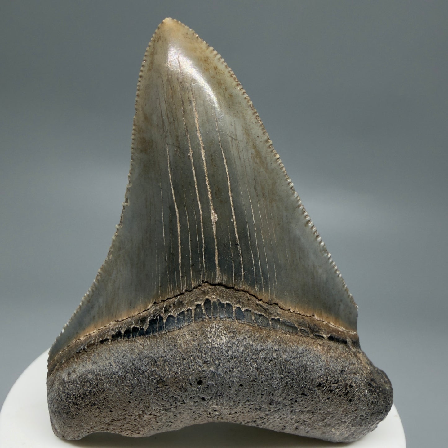 Front View 2.83" Colorful Fossil Megalodon Tooth – South Carolina River Find | Authentic CM6219