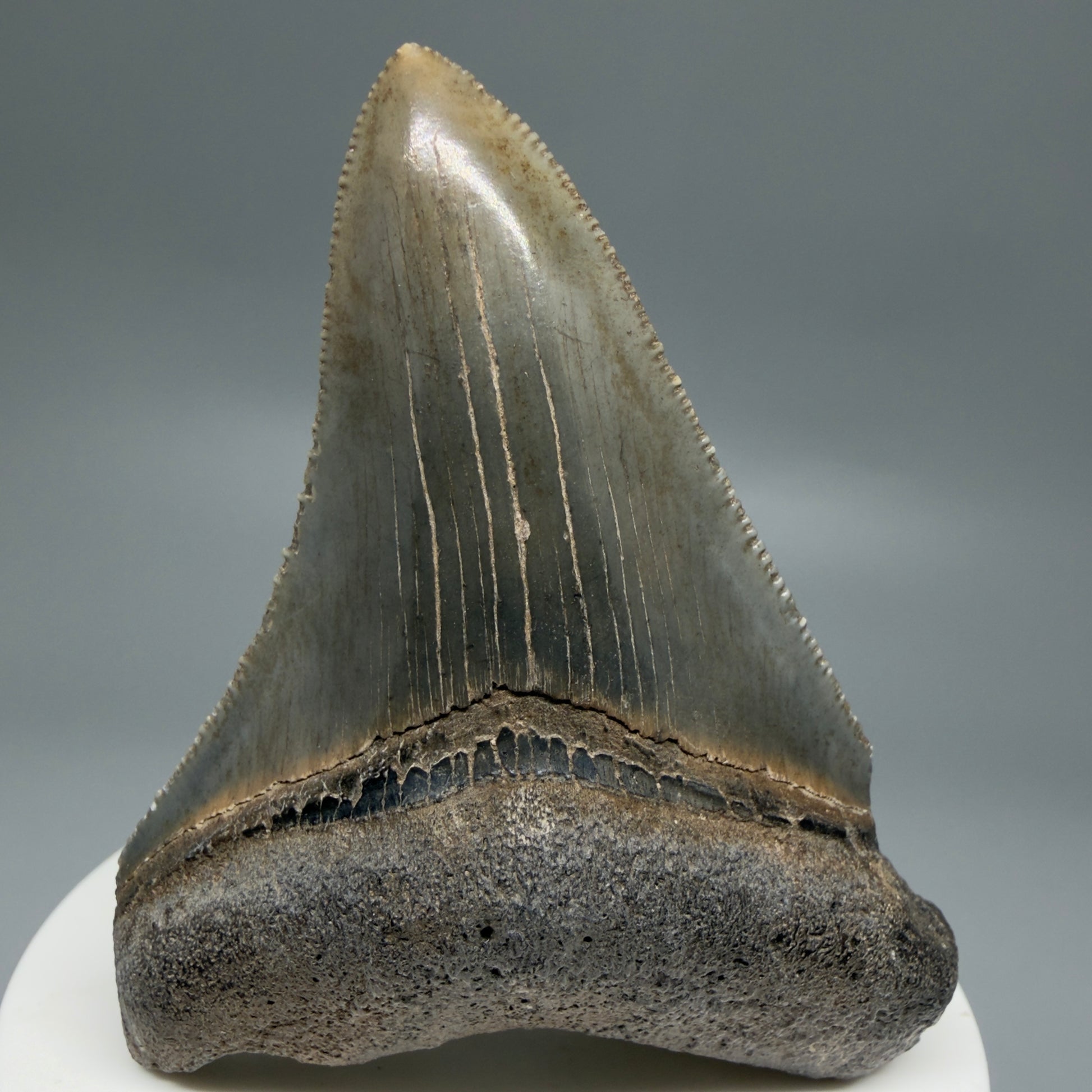 Front View 2.83" Colorful Fossil Megalodon Tooth – South Carolina River Find | Authentic CM6219