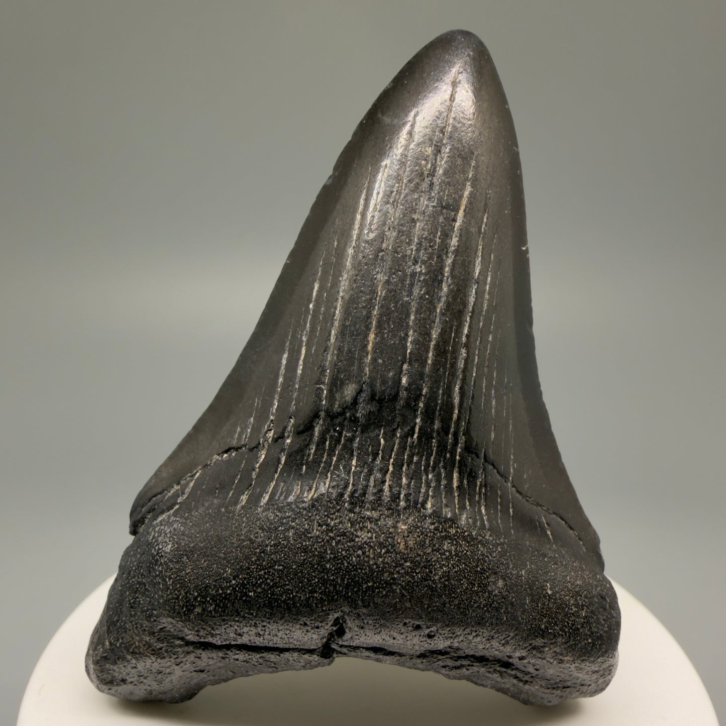 Front View 2.83" Dark Colors Fossil Megalodon Tooth – South Carolina River Find | Authentic Megalodon Tooth CM5499 