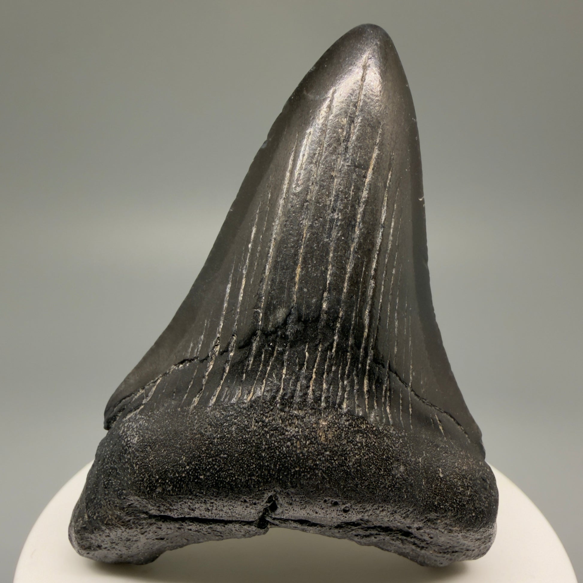 Front View 2.83" Dark Colors Fossil Megalodon Tooth – South Carolina River Find | Authentic Megalodon Tooth CM5499 