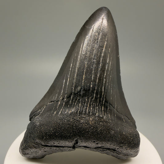 Front View 2.83" Dark Colors Fossil Megalodon Tooth – South Carolina River Find | Authentic Megalodon Tooth CM5499 