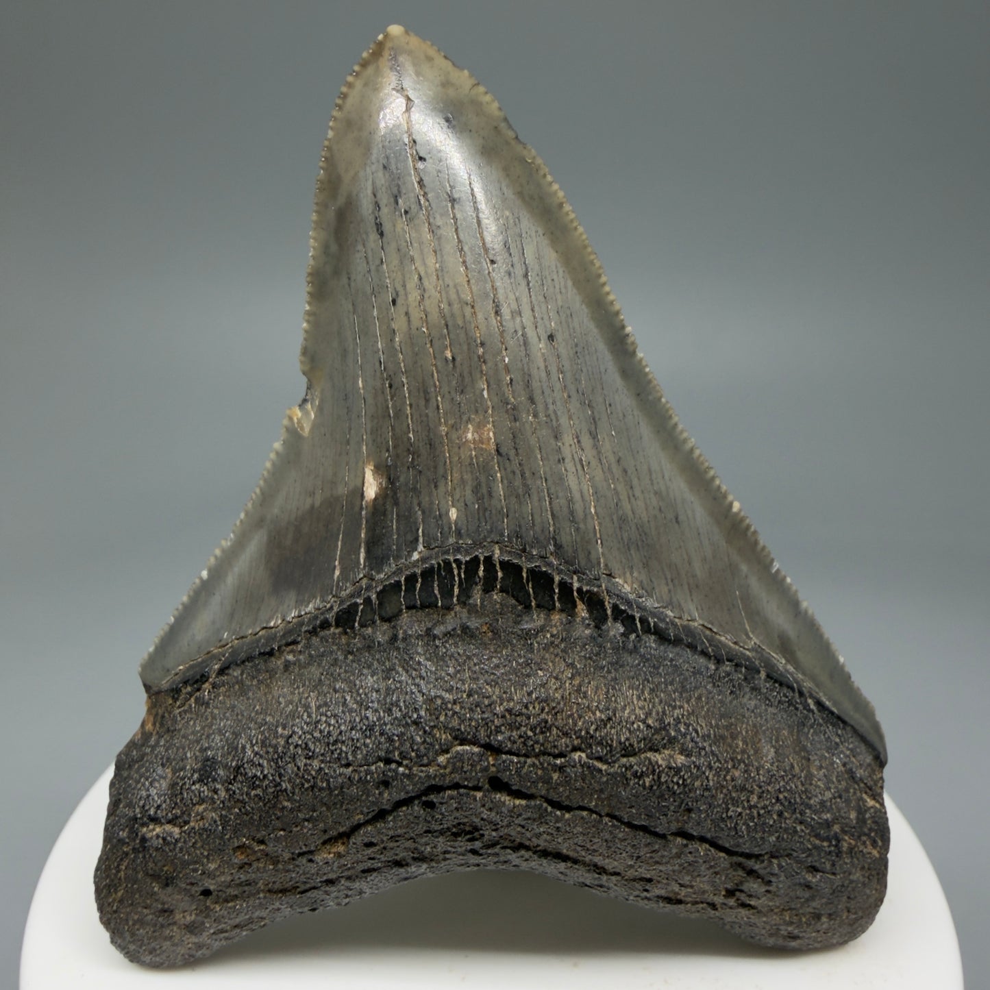 Front View 2.84" Colorful Fossil Megalodon Tooth – South Carolina River Find | Authentic Megalodon Tooth CM5810 