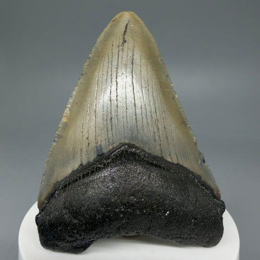 Front View 2.84" Fossil Megalodon Tooth - Authentic Carcharocles megalodon Fossil from North Carolina CM5943