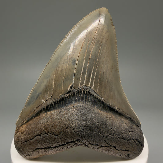 Front View 2.85" Colorful Fossil Megalodon Tooth – South Carolina River Find | Authentic Megalodon Tooth CM5662 