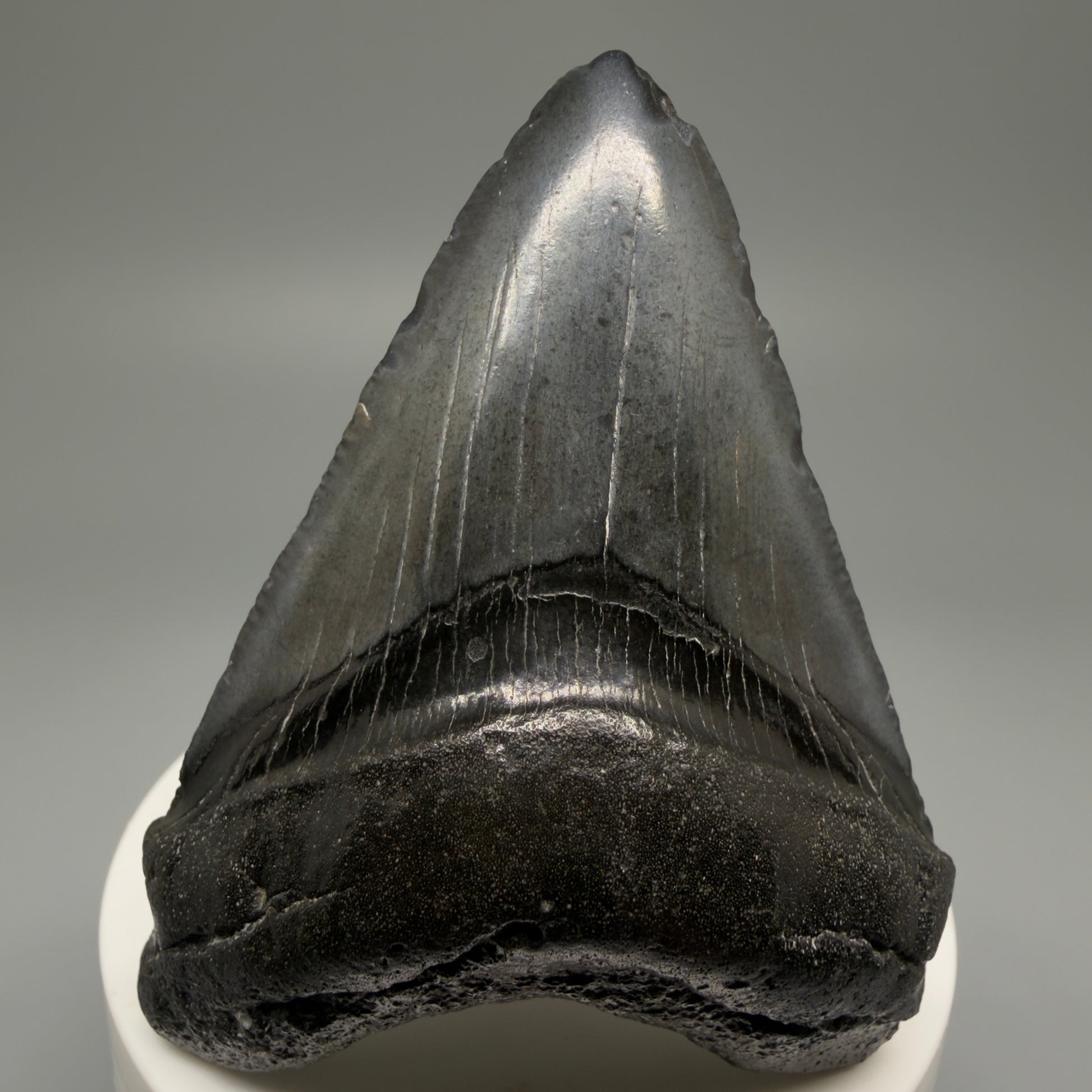 Front View 2.85" Dark Colors Fossil Megalodon Tooth – South Carolina River Find | Authentic Megalodon Tooth CM5500