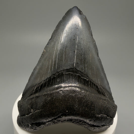 Front View 2.85" Dark Colors Fossil Megalodon Tooth – South Carolina River Find | Authentic Megalodon Tooth CM5500