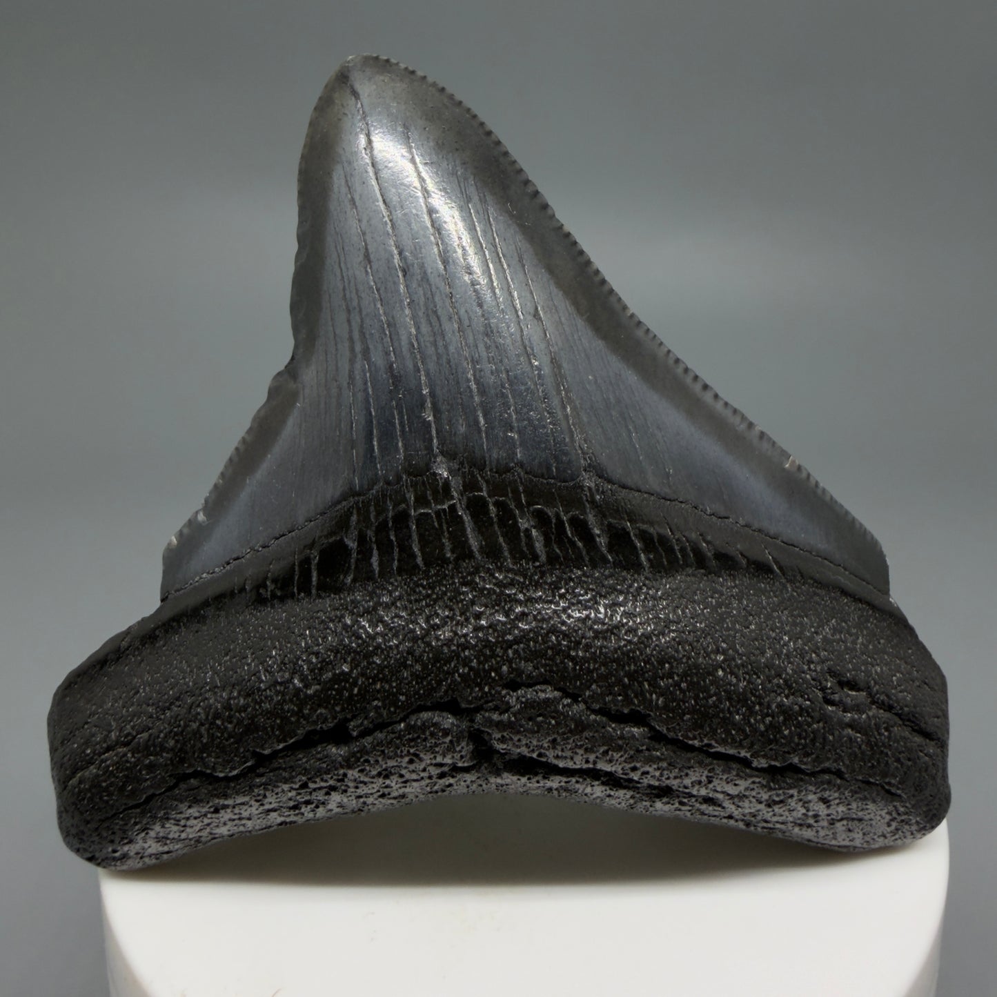 Front View 2.86" Lateral Fossil Megalodon Tooth – South Carolina River Find | Authentic CM6222