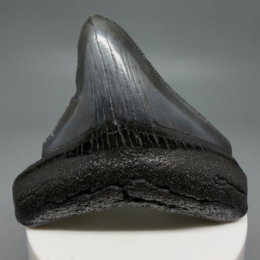 Front View 2.86" Lateral Fossil Megalodon Tooth – South Carolina River Find | Authentic CM6222