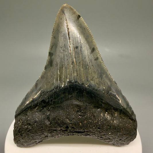 Front View 2.88" Colorful Fossil Megalodon Tooth – South Carolina River Find | Authentic Megalodon Tooth CM5871