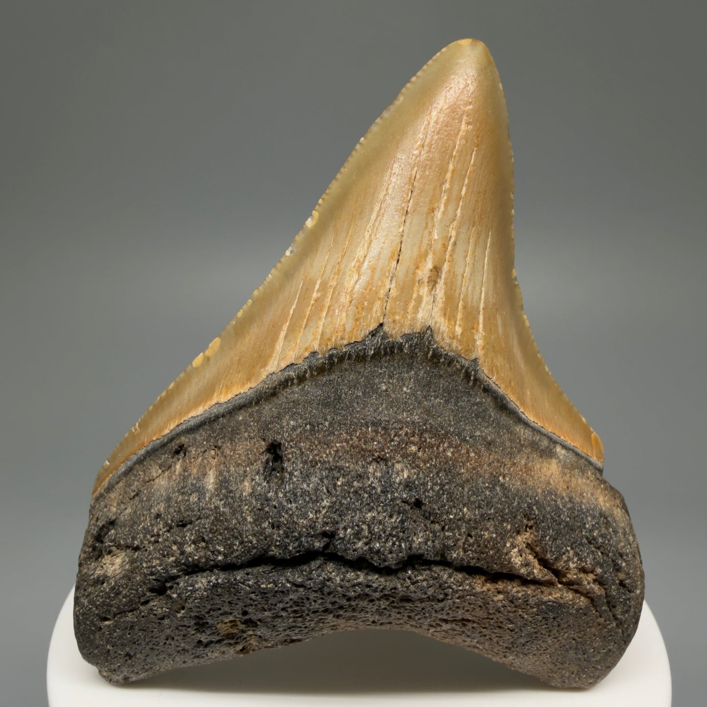 Front View 2.89" Fossil Megalodon Tooth - Authentic Carcharocles megalodon Fossil from North Carolina CM5453