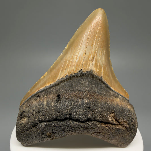 Front View 2.89" Fossil Megalodon Tooth - Authentic Carcharocles megalodon Fossil from North Carolina CM5453
