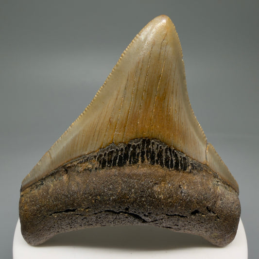 Front View 2.89" Fossil Megalodon Tooth - Authentic Carcharocles megalodon Fossil from North Carolina CM5761