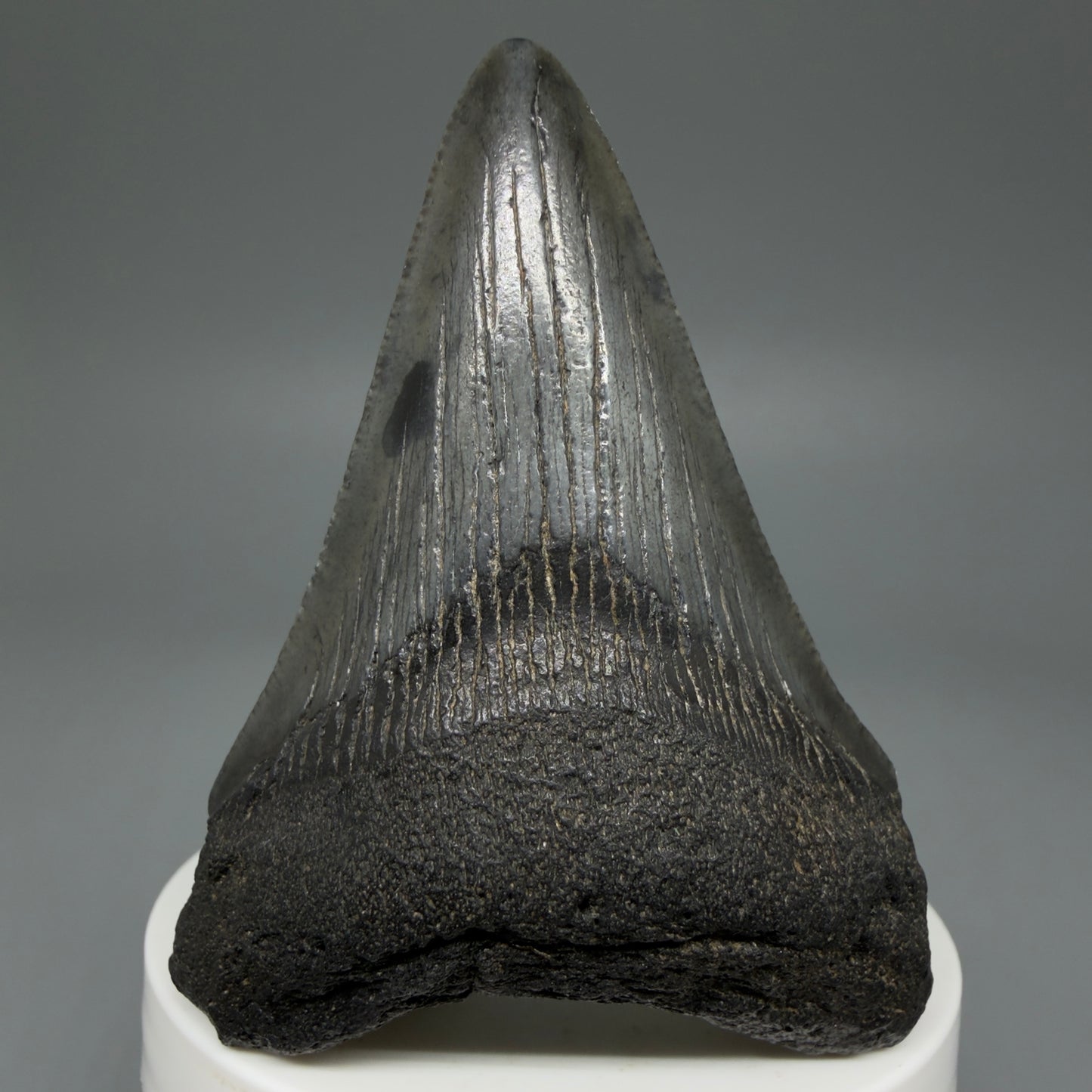 Front View 2.91" Colorful Fossil Megalodon Tooth – South Carolina River Find | Authentic CM5981