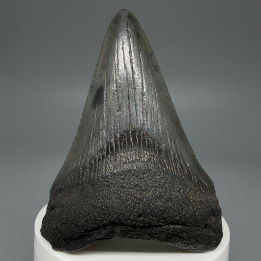 Front View 2.91" Colorful Fossil Megalodon Tooth – South Carolina River Find | Authentic CM5981
