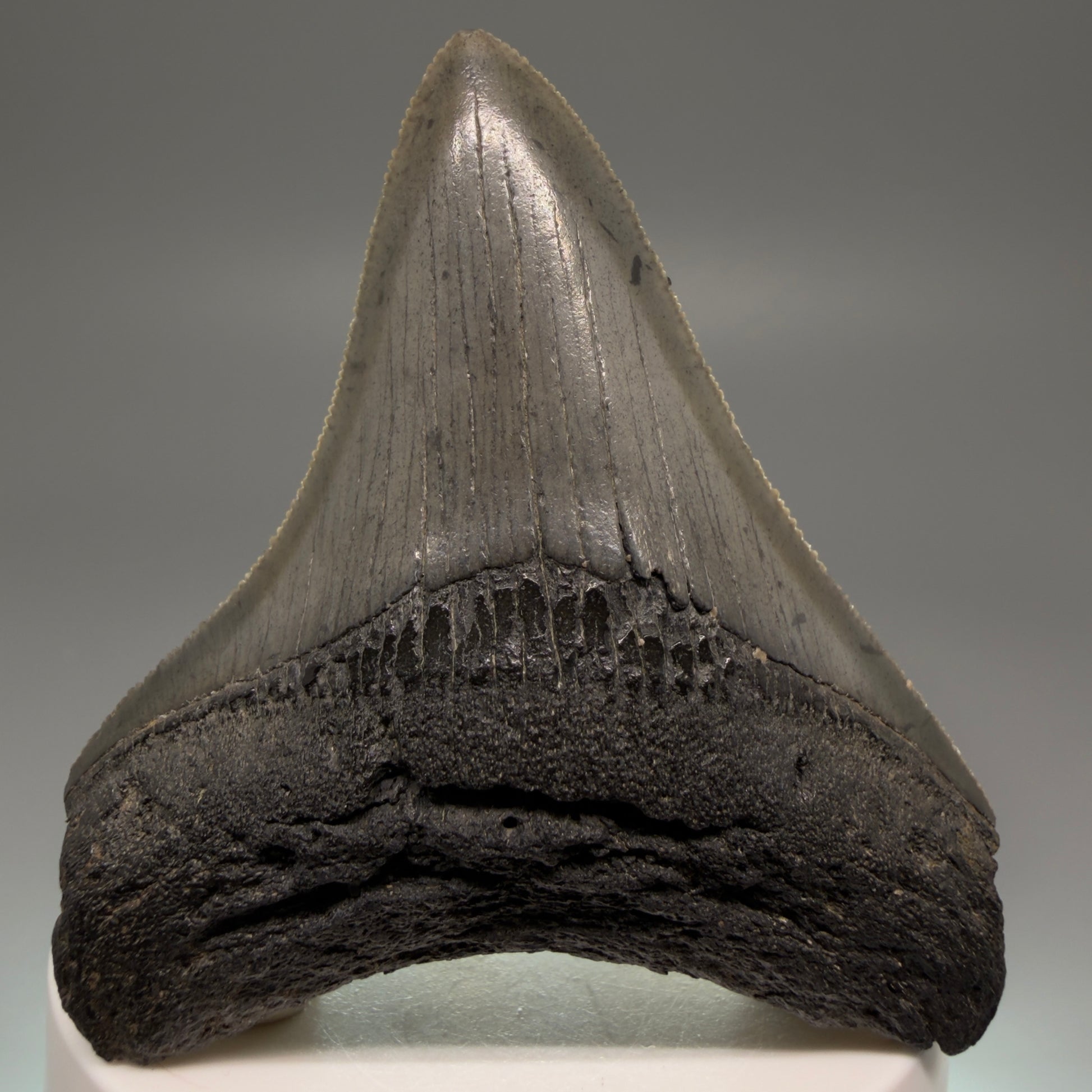 Front View 2.91" Lateral, serrated Fossil Megalodon Tooth – South Carolina River Find | Authentic Megalodon Tooth CM5504