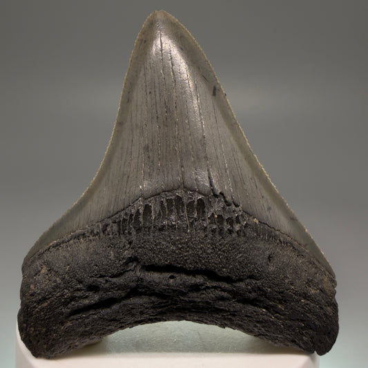 Front View 2.91" Lateral, serrated Fossil Megalodon Tooth – South Carolina River Find | Authentic Megalodon Tooth CM5504