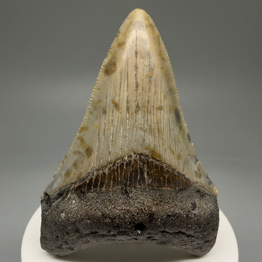 Front View 2.92" Fossil Megalodon Tooth - Authentic Carcharocles megalodon Fossil from North Carolina CM5766