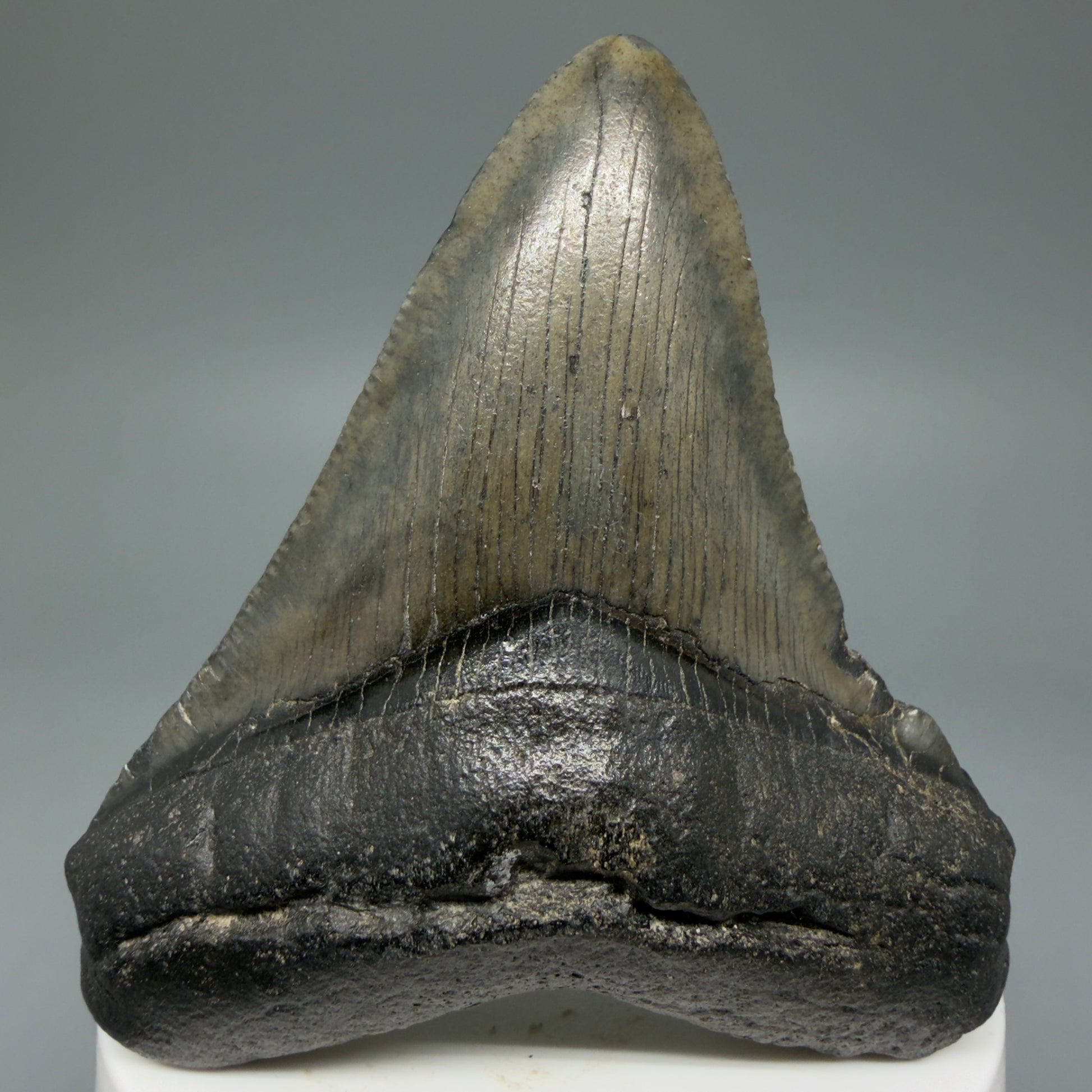 Front View 2.93" Colorful Fossil Megalodon Tooth – South Carolina River Find | Authentic CM5980