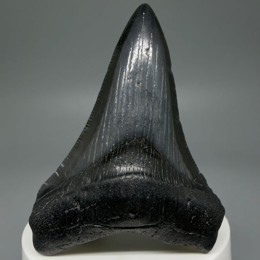 Front View 2.94" Black Fossil Megalodon Tooth – South Carolina River Find | Authentic CM5978