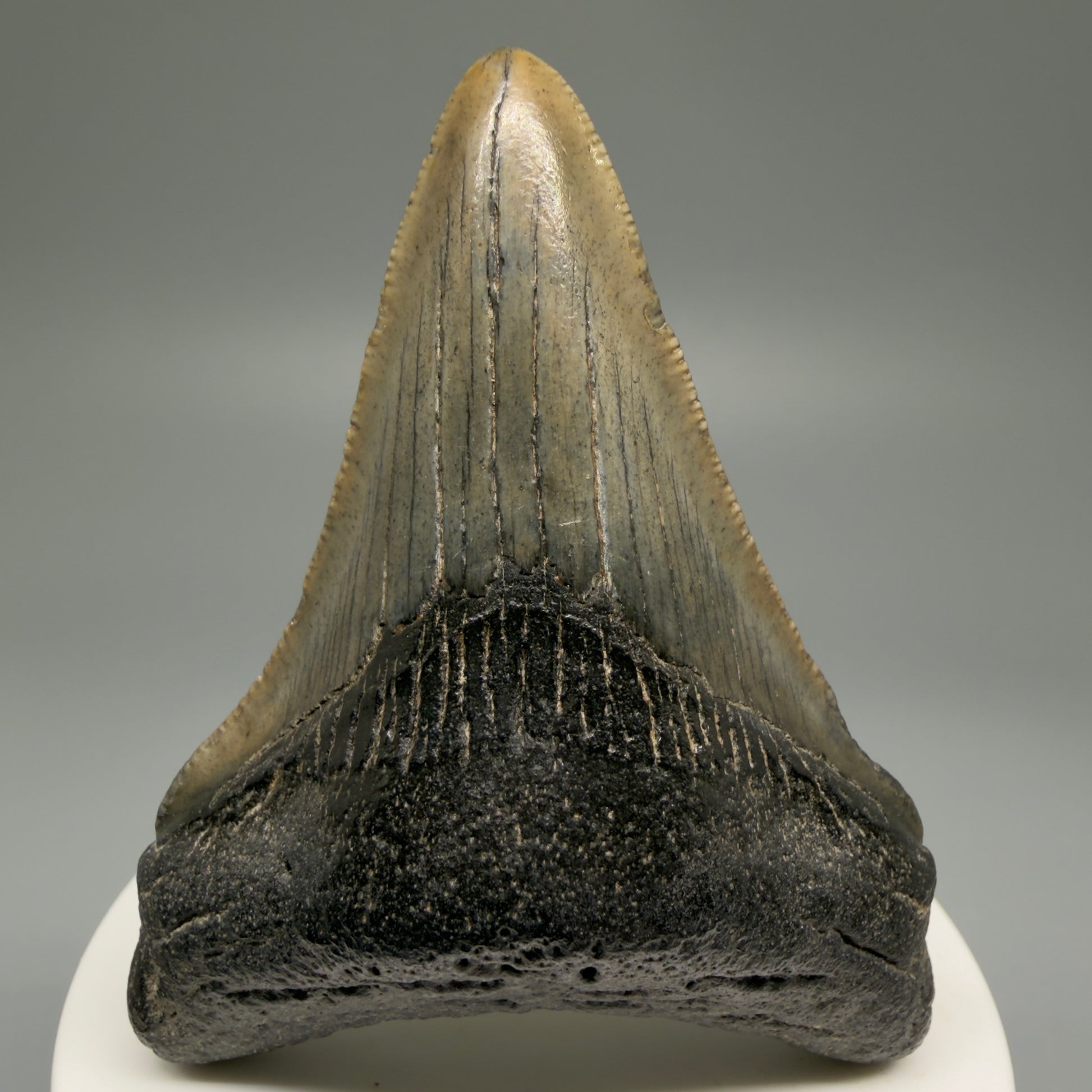Front View 2.94" Colorful Fossil Megalodon Tooth – South Carolina River Find | Authentic Megalodon Tooth CM5501
