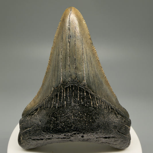 Front View 2.94" Colorful Fossil Megalodon Tooth – South Carolina River Find | Authentic Megalodon Tooth CM5501