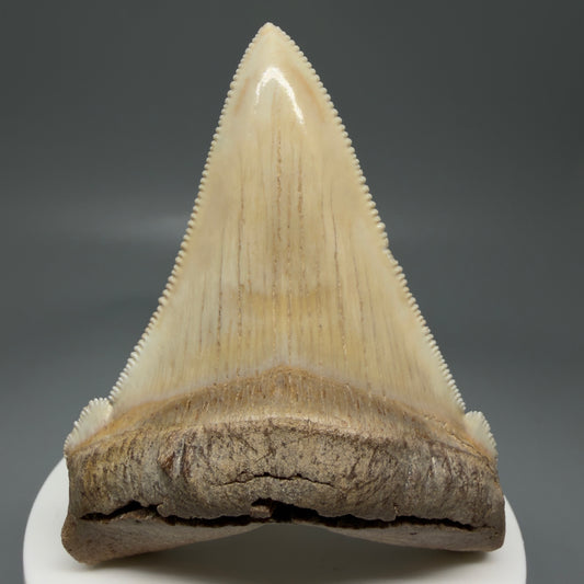 Front View 2.94" Fossil Carcharocles angustidens Shark Tooth from Summerville, South Carolina AN489