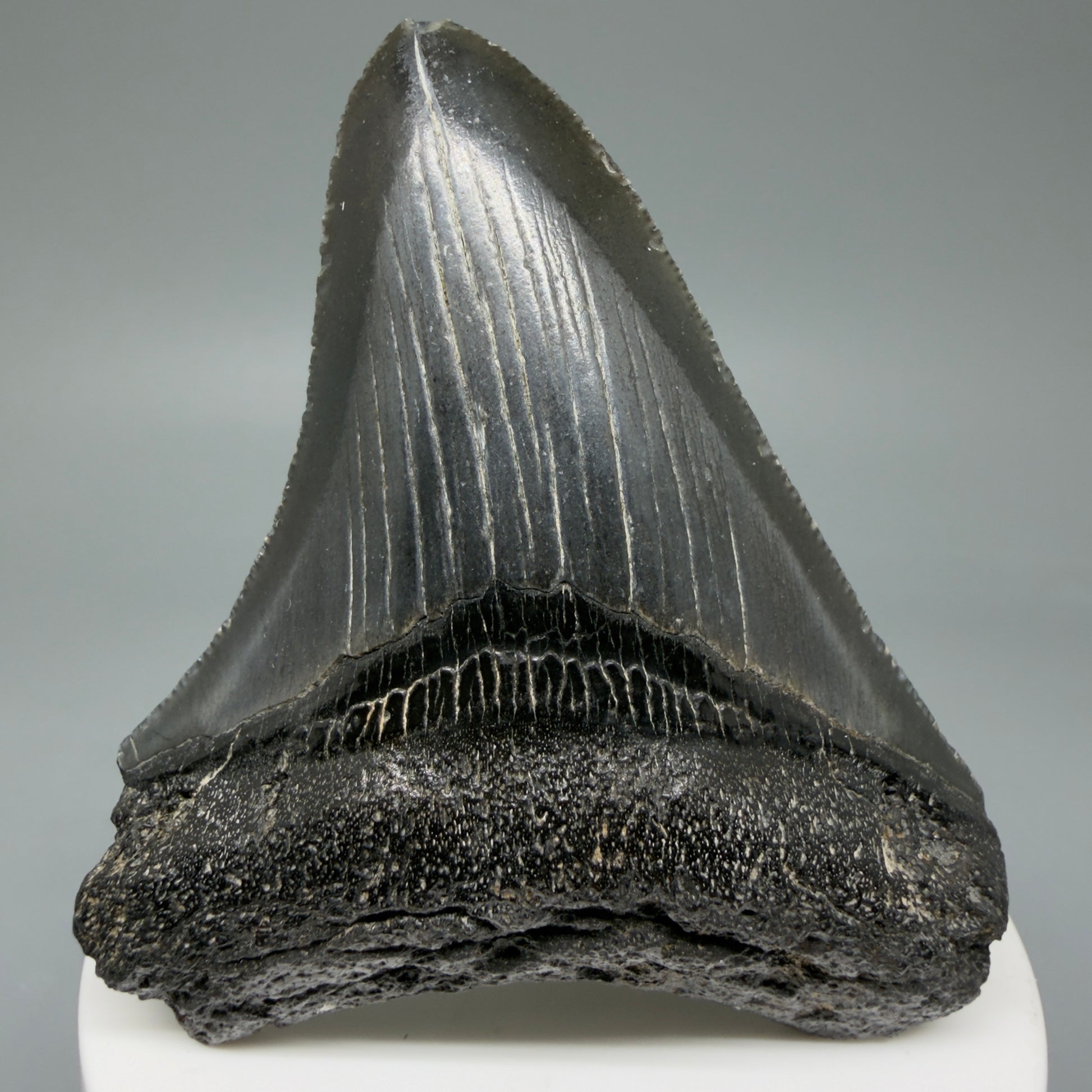 Front View 2.96" Colorful Fossil Megalodon Tooth – South Carolina River Find | Authentic CM6031