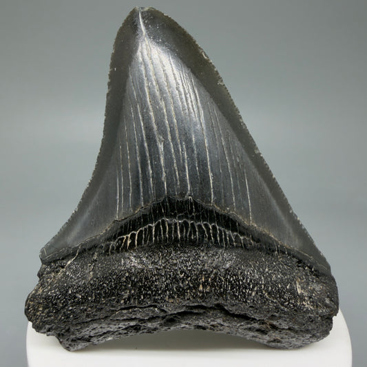 Front View 2.96" Colorful Fossil Megalodon Tooth – South Carolina River Find | Authentic CM6031