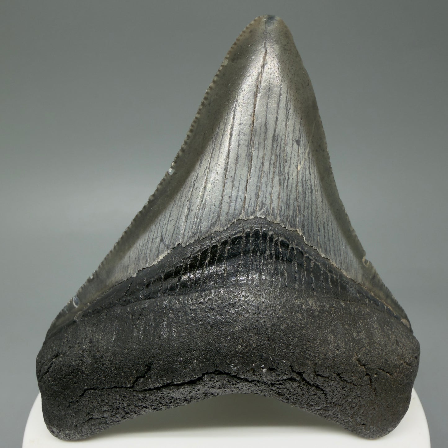 Front View 2.96" Colorful Fossil Megalodon Tooth – South Carolina River Find | Authentic CM603