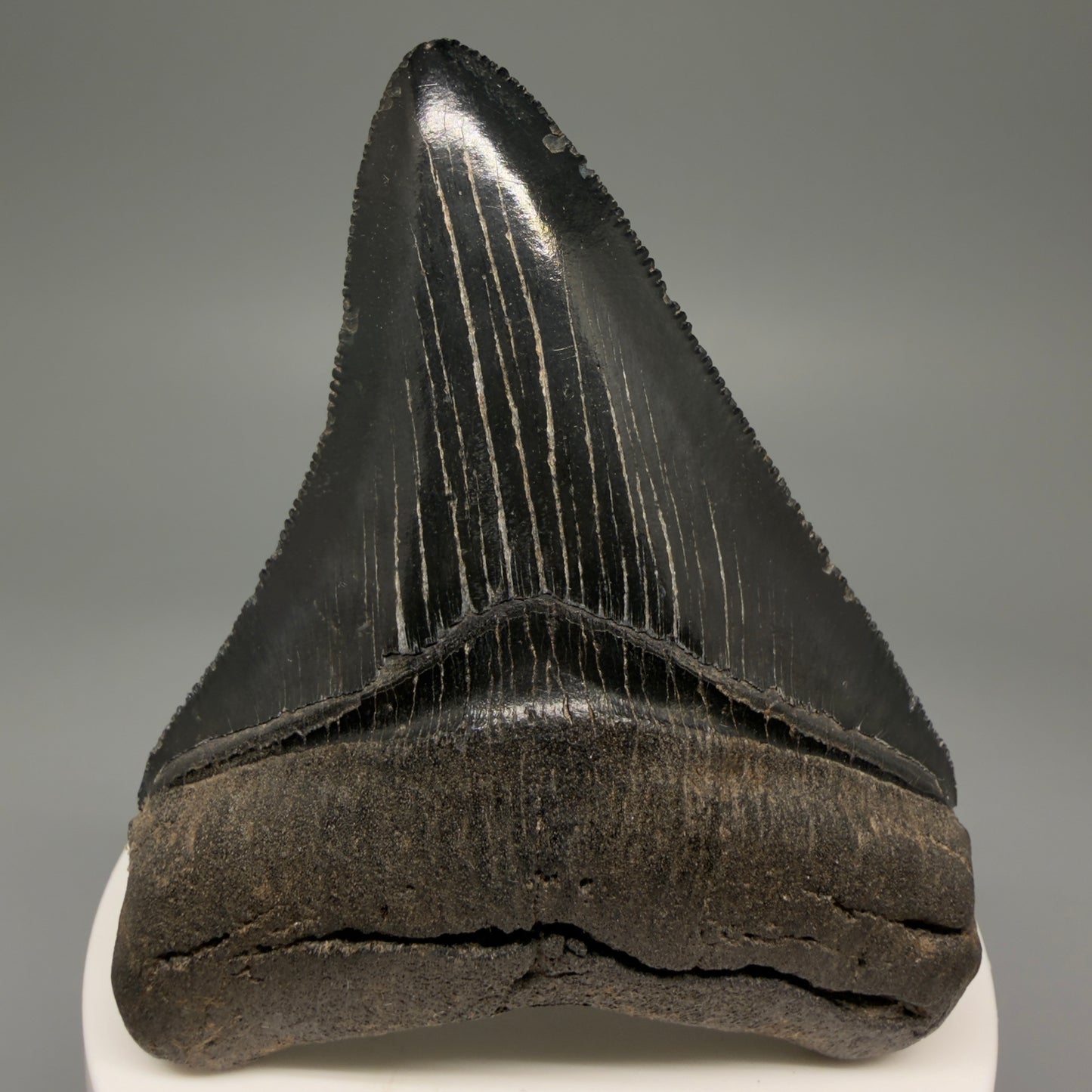 Front View 2.98" Fossil Megalodon Shark Tooth - Georgia - Jet Black, Collector's Quality CM5717 